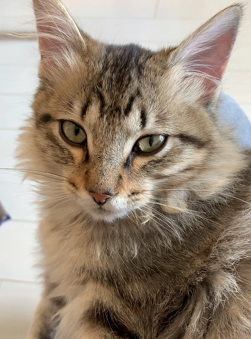 経過観察8日目のちゃむ