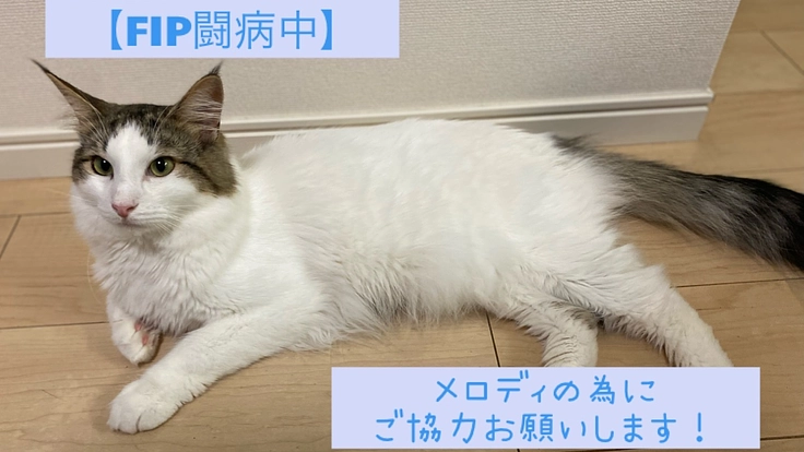 【FIP闘病中】メロディを応援して下さい！