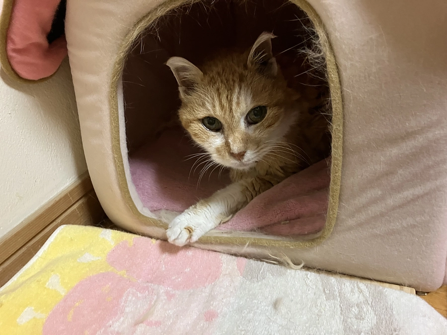 チャチャも、ととの森の猫たちも最高の1日に！