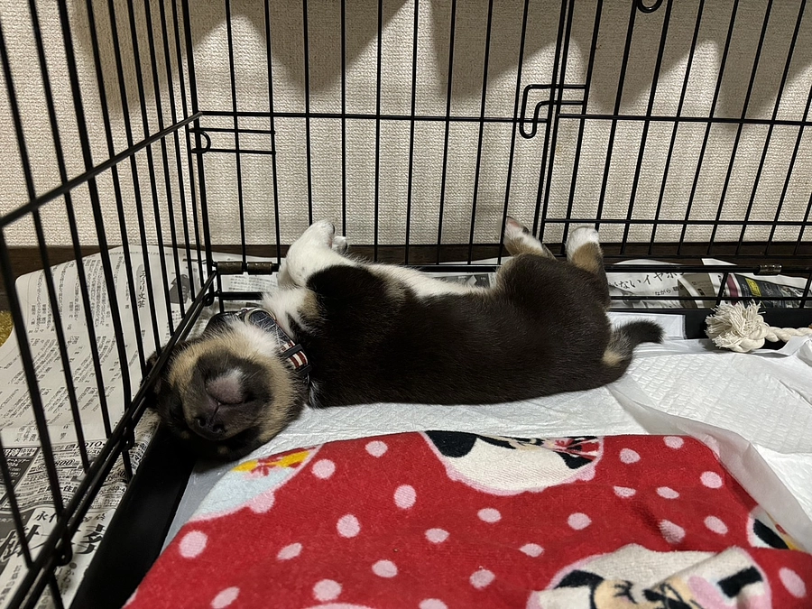 第3期生 パピーケアプログラムがスタート！