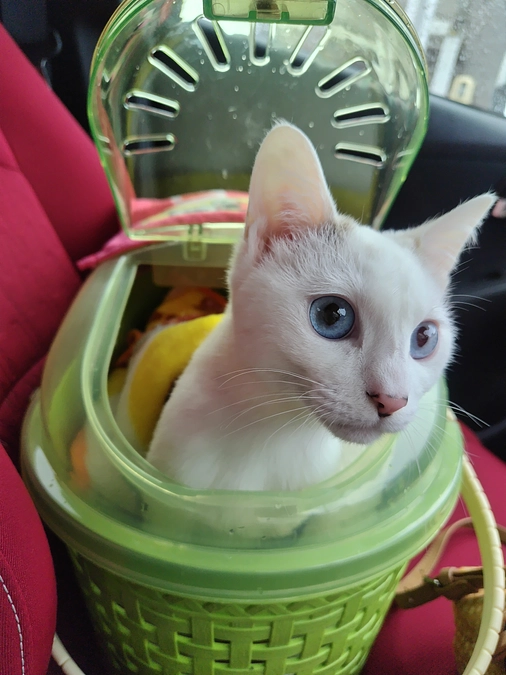 返礼品について＆しっぽちゃんの傷の経過のご報告