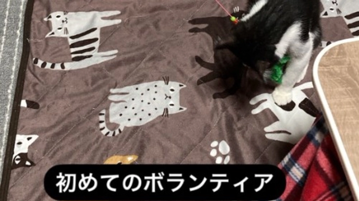 初めての保護猫ボランティア体験