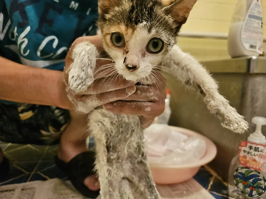 ネズミ捕りに引っかかった子猫ちゃん