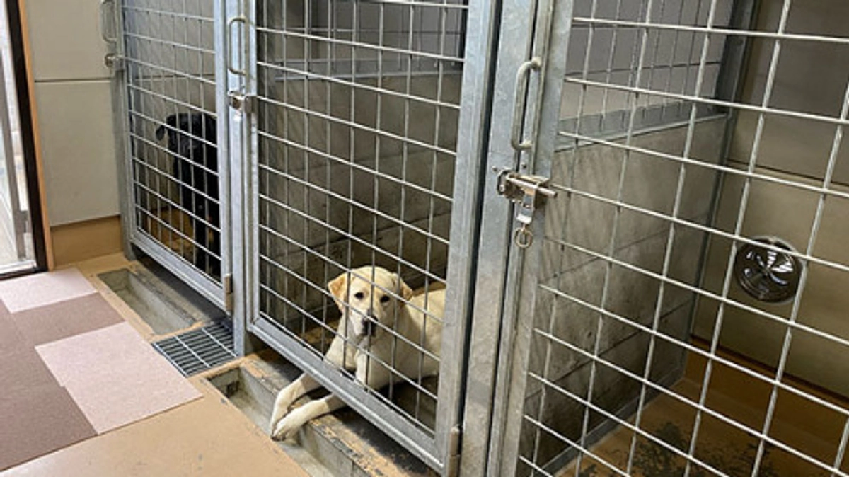 犬舎改修が完了しました！