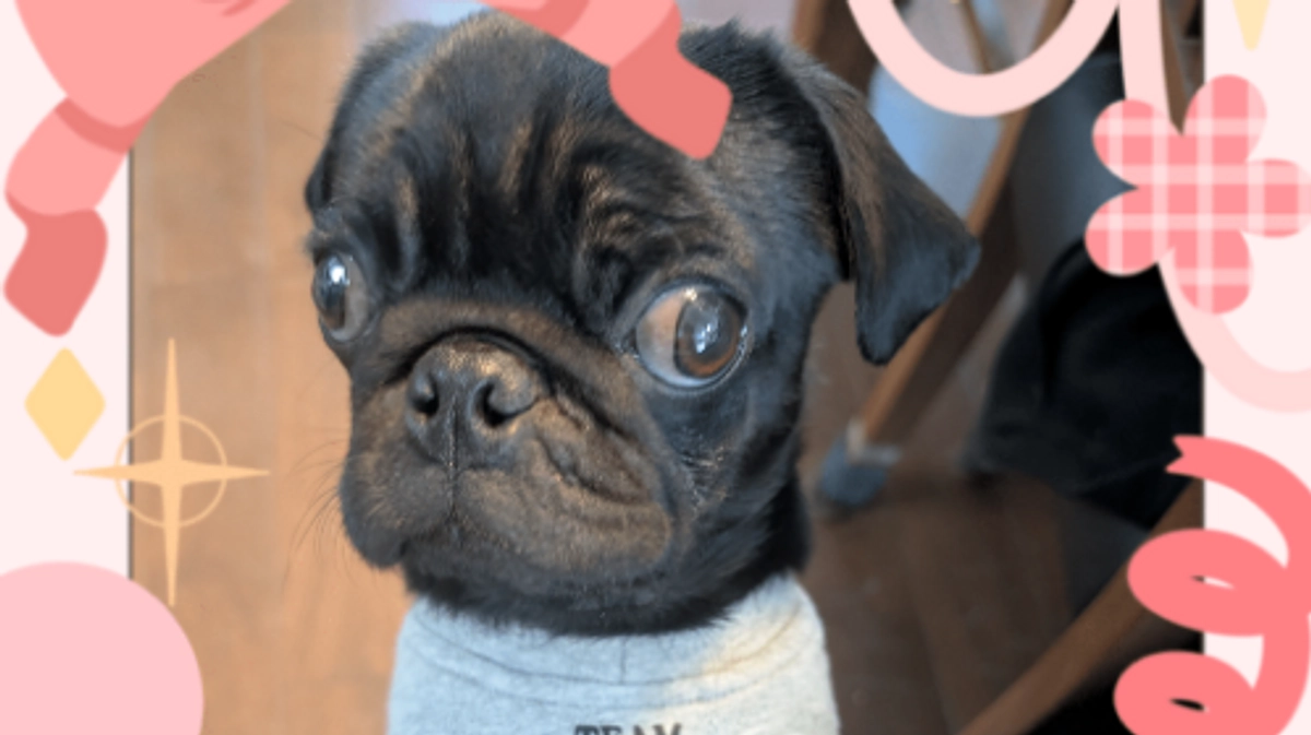 【プロジェクトに関する報告とおまけ】感謝のメール(リターン)を送らせて頂きました。