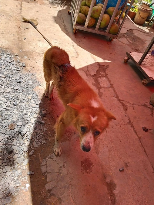 支援している通りの犬「ドド」の飼い主から通報