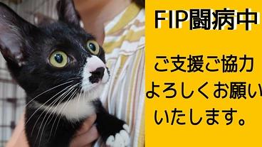 難病FIP（猫伝染性腹膜炎）になったオレオの命を繋げたい のトップ画像