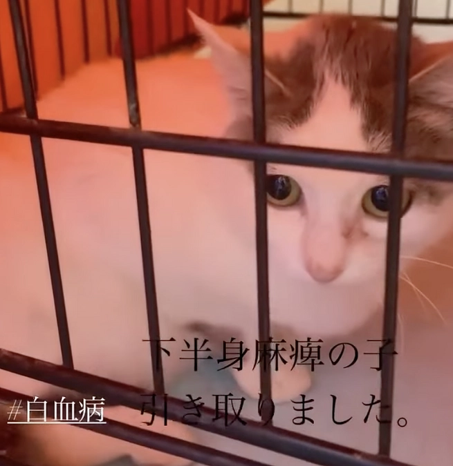 【最終日】少しでも多くの子を救えるように。医療費のご支援お願いいたします