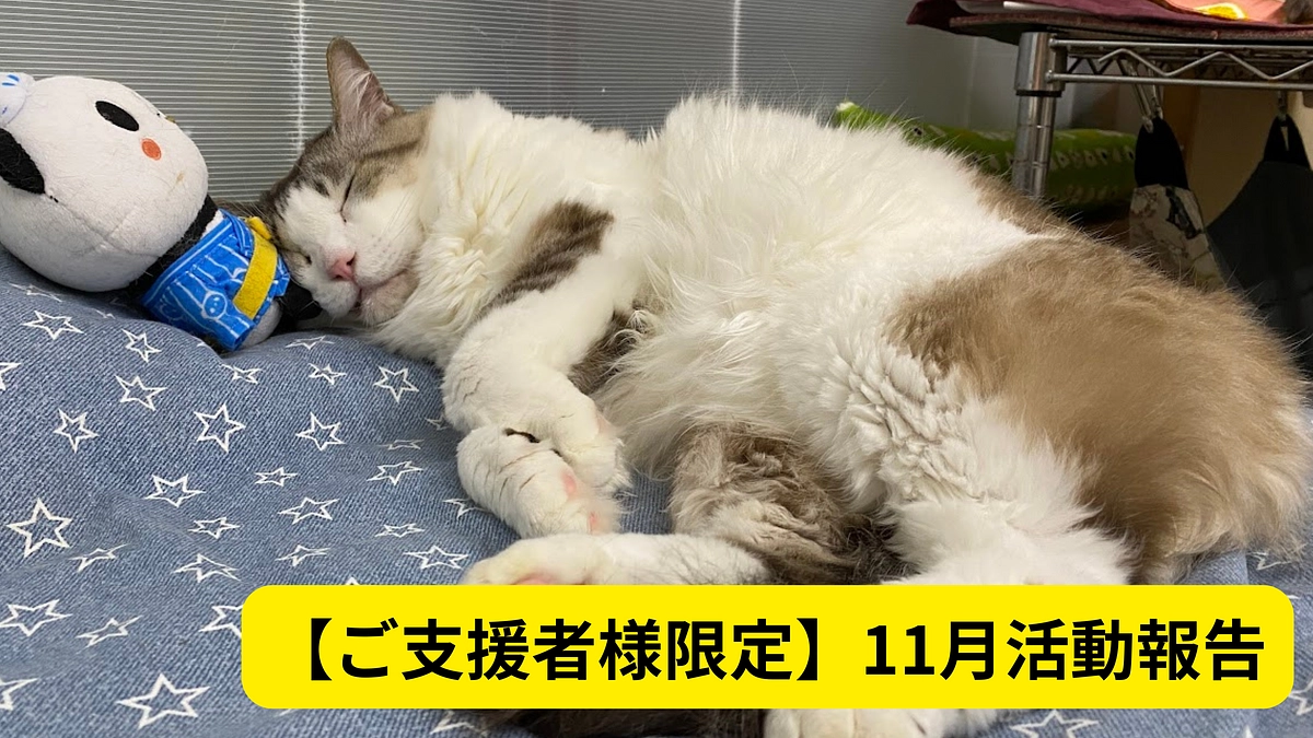 【ご支援者様限定】感謝の気持ちと新玉にゃんこの写真報告