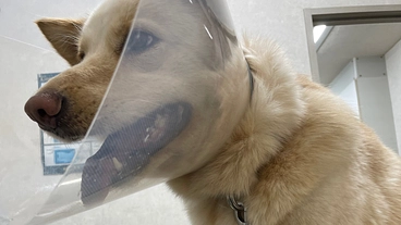 元野犬の膀胱結石摘出手術費用 のトップ画像