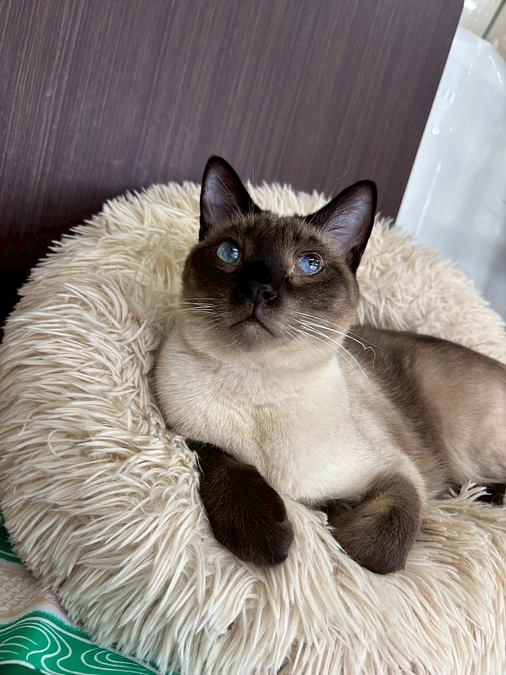 かわいそうだけでは助けられない野良猫さんのこと⑮　さきくんのこと