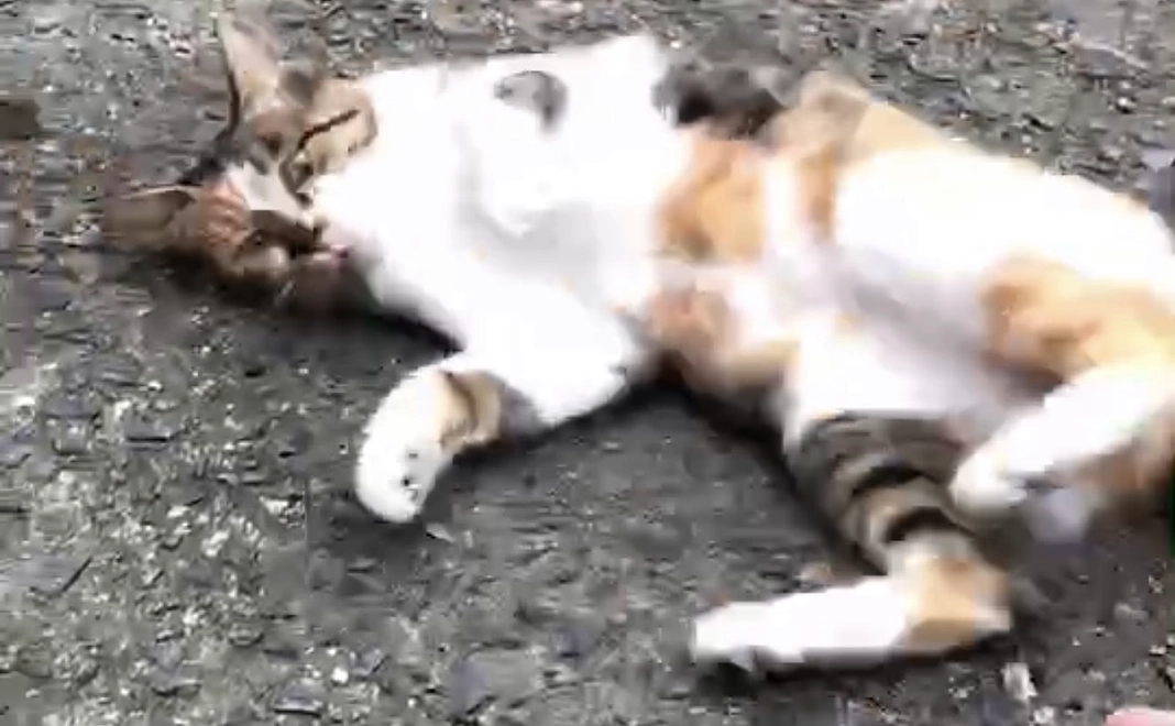 TSUNAGUシェルター開設応援コース3000