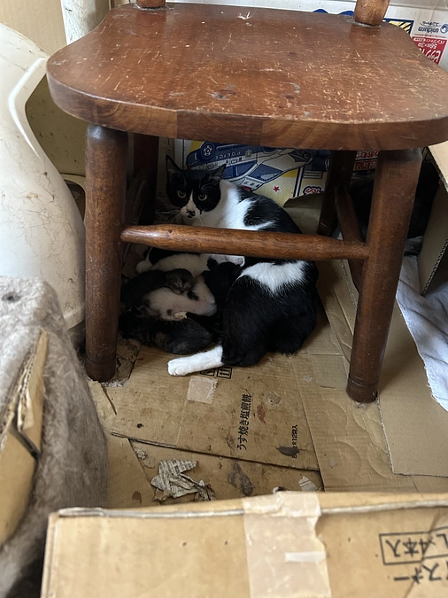 終わらない多頭飼育崩壊