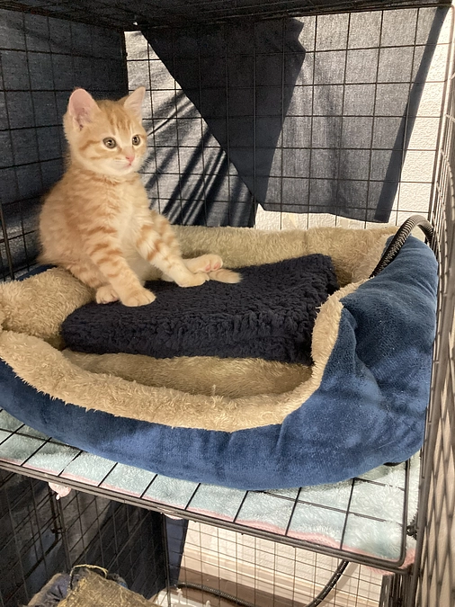 子猫発見！！ただ別の子12 トライアル失敗