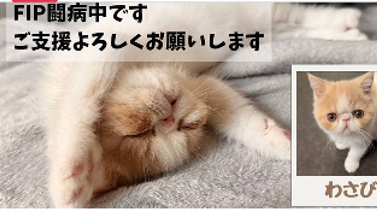 残り16時間！わさびは少し風邪気味🤧