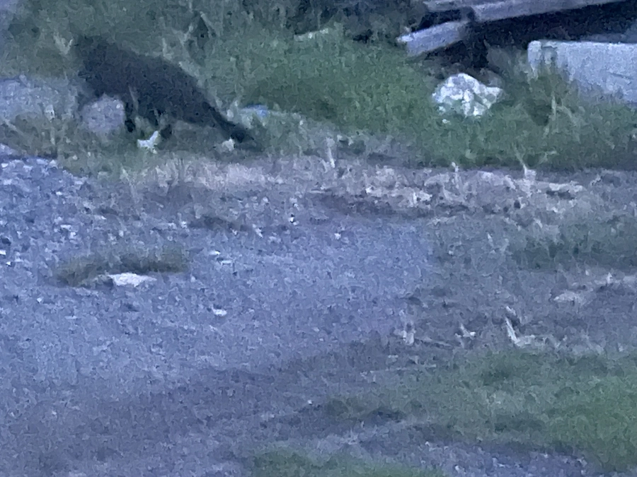 お礼コメント遅くなりすみません