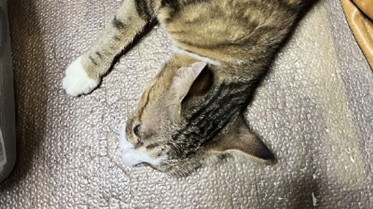 みんなのお母さん、ウォッカちゃん