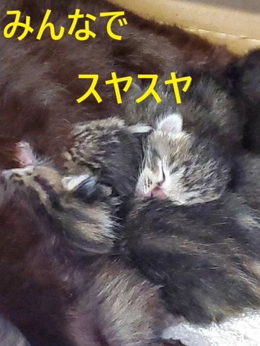 【保護猫エピソード①】　クロママ