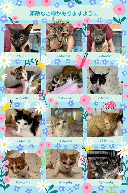 子猫祭り開催します