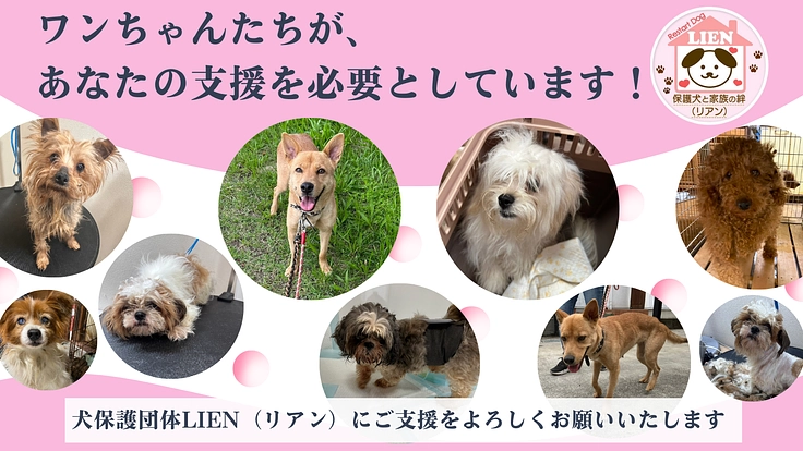 保護犬たちの命を救い、幸せへと繋ぐトリミング室併設の施設を作りたい 3枚目