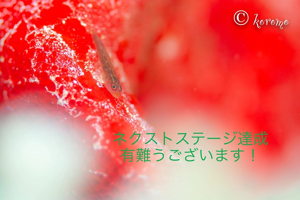 ネクストステージ達成有難うございます！