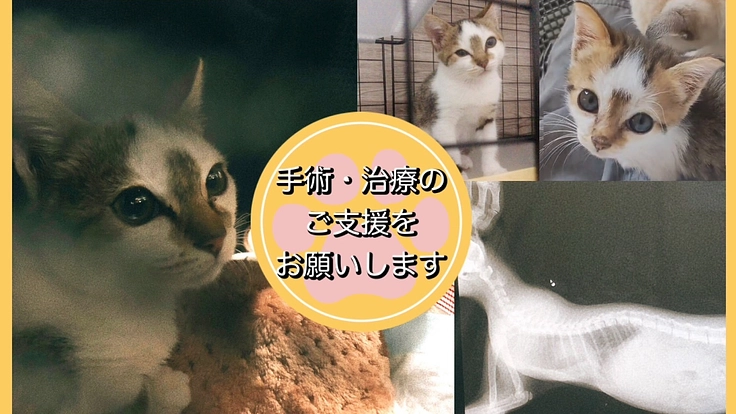 保護猫【五茶(こちゃ)】生後約2ヶ月の漏斗胸の手術・治療費のご支援
