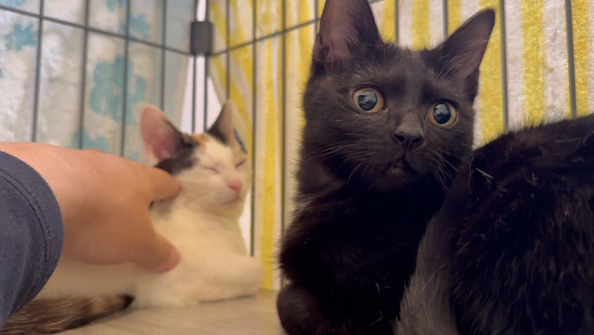 明日はやっと壁塗り✨