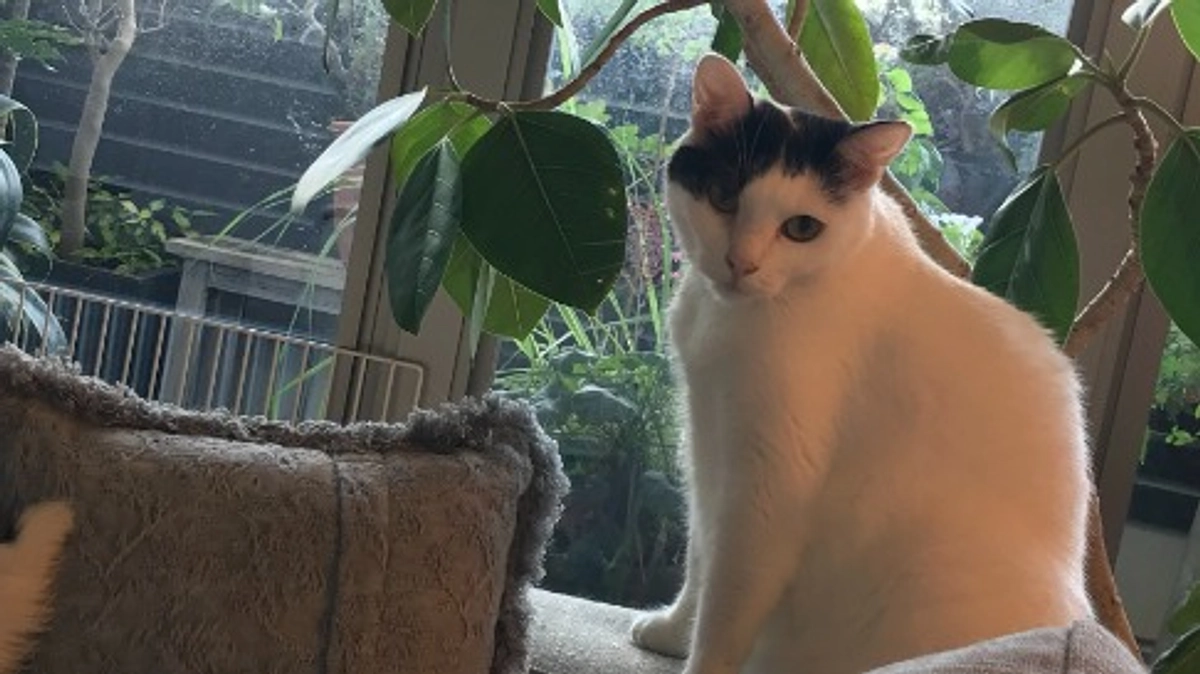 レオとの出会い