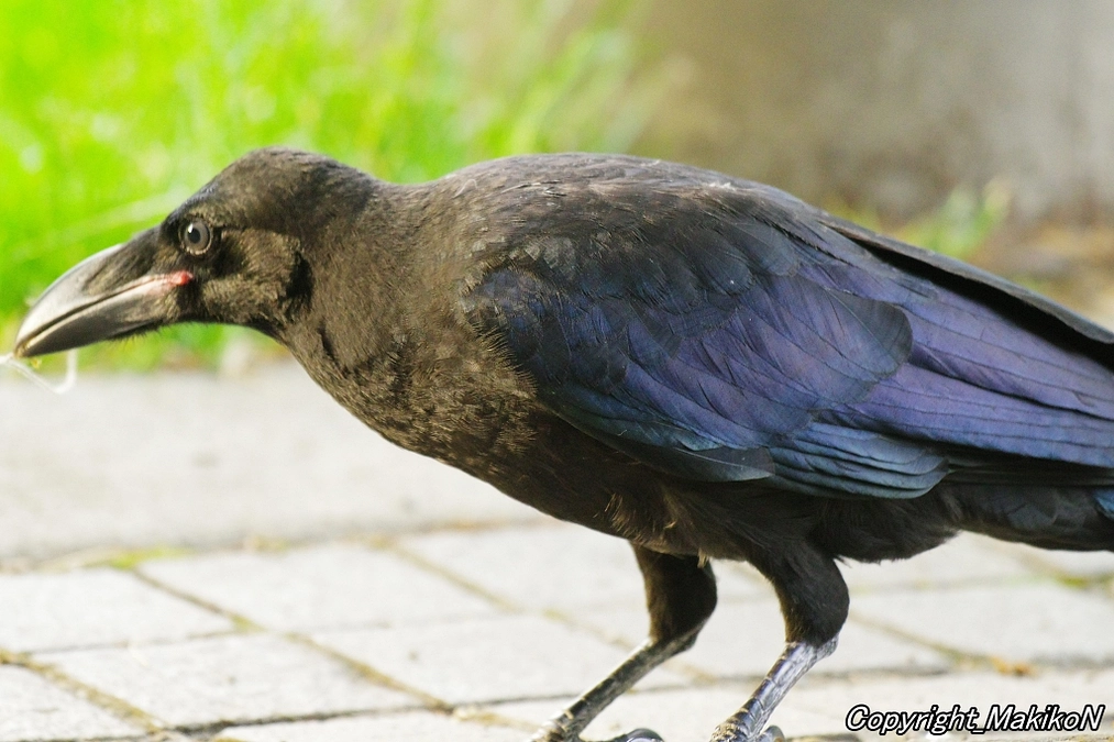 2024巣立ちあれこれ