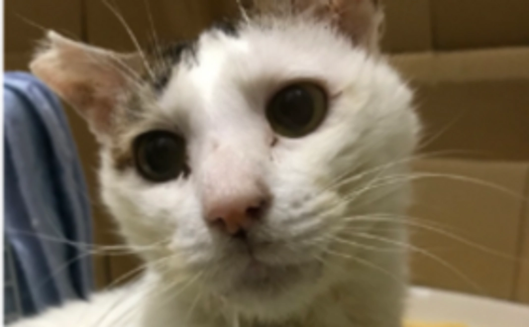 ぶっちゃん応援　500円