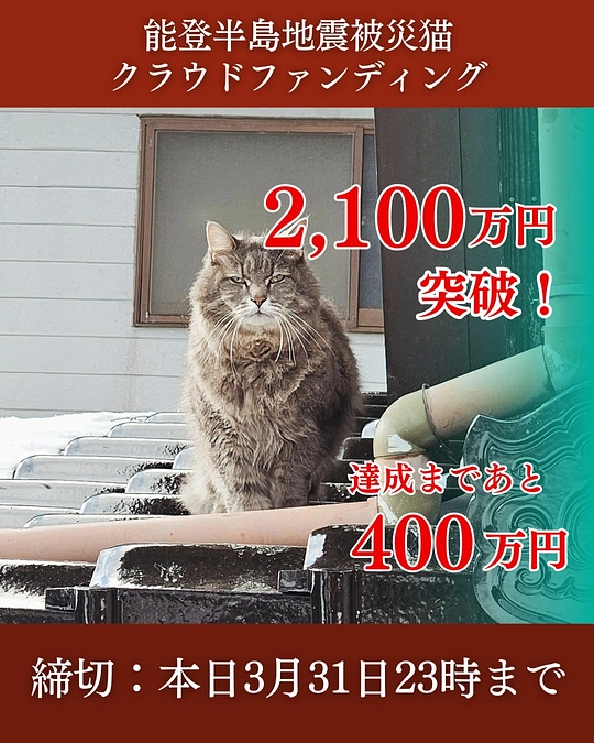 「1,630人の想いが、猫たちを支えてくれています～応援コメントから伝わる、あたたかな力～」