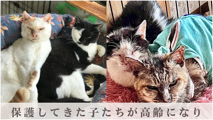 保護猫シェルター存続の危機｜猫の幸せを追求する運営・医療にご支援を 2枚目