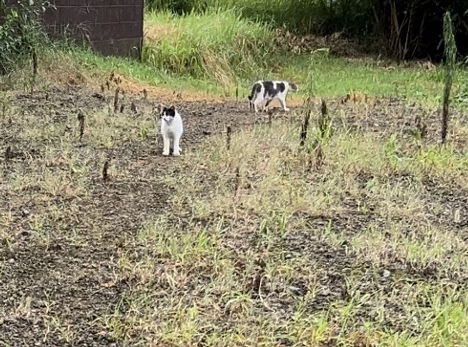 雨の中の猫達(八街市)