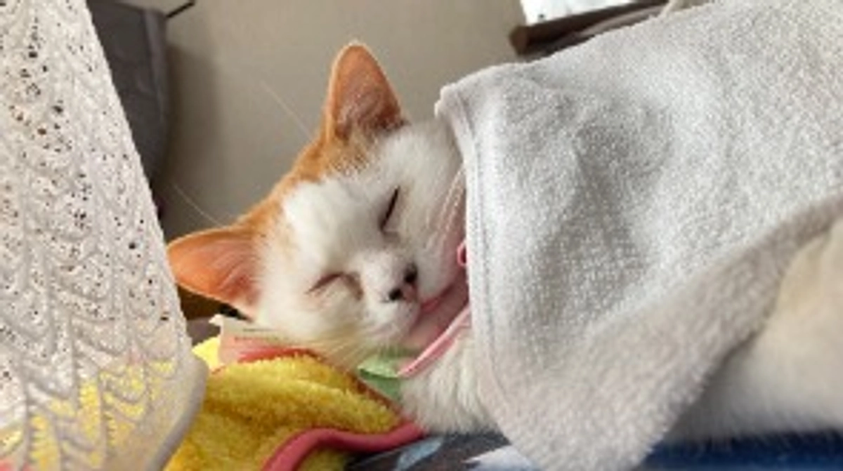 ミニーちゃんのあしはどうなっているのか