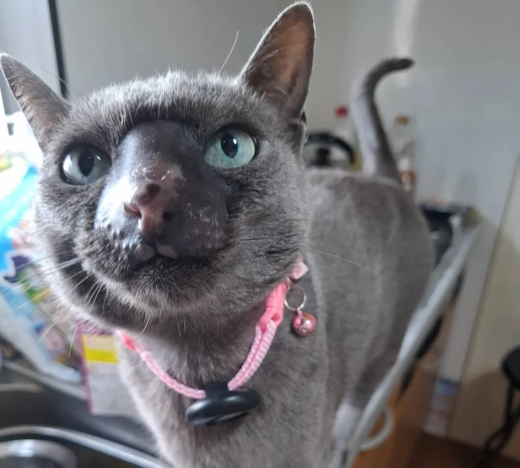 今日のステラの様子です