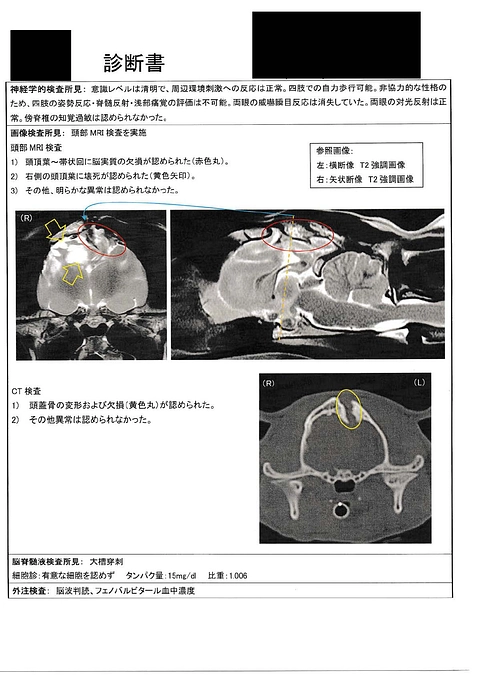 MRI検査等の結果のご報告①（診断書と獣医師からの説明）