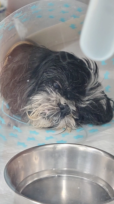 術後の経過です。