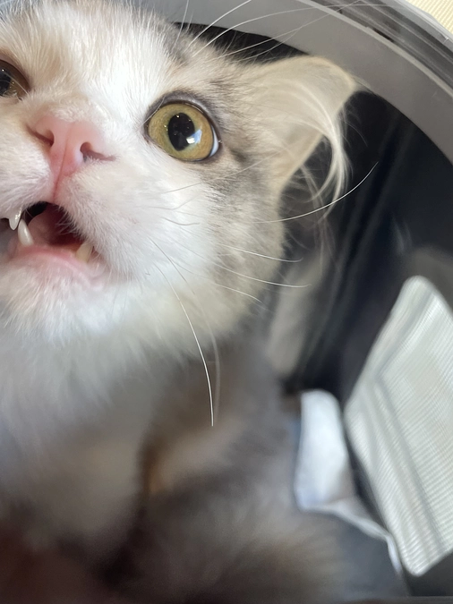 残り６日で募集終了になります🆘