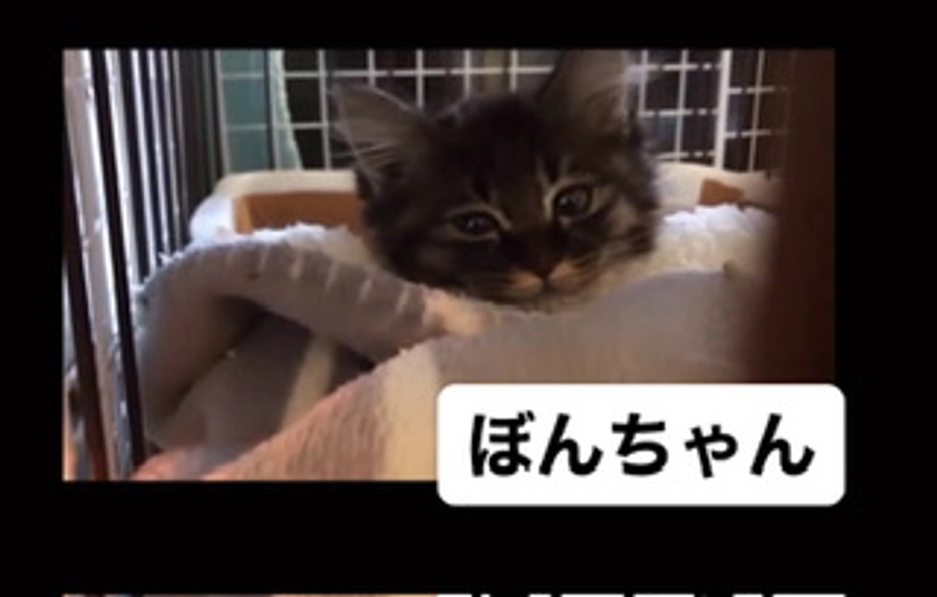 9ばんめの保護猫　ぼん