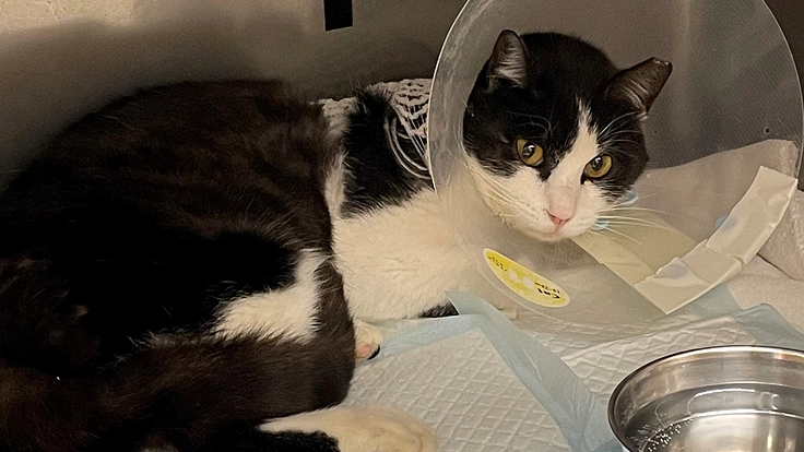 交通事故に遭った猫を助けたい!