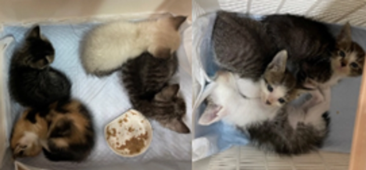 【1600万円 突破‼️】まだまだ続く…子猫保護