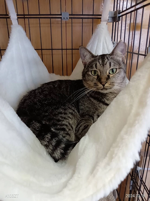 ねこともやまなし南シェルターの子達