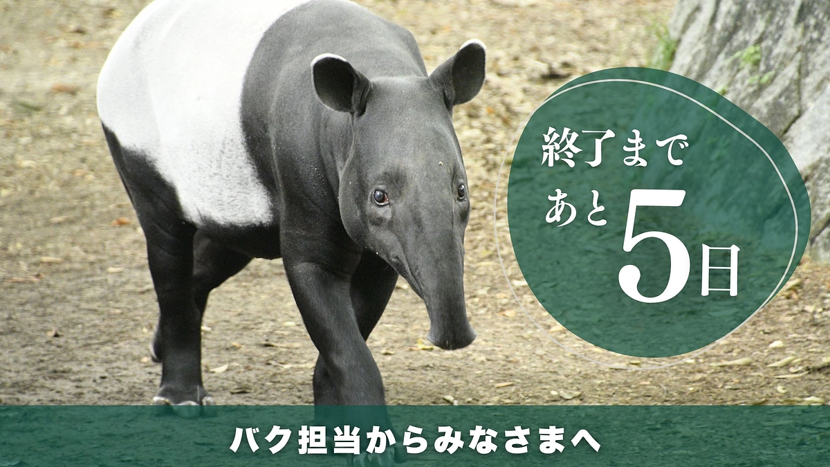 プロジェクト終了まであと５日　安佐動物公園のみどころマレーバク編