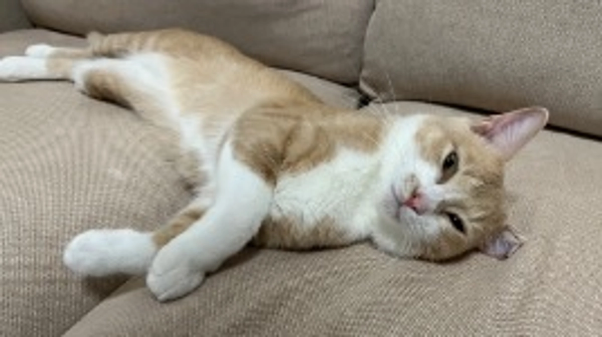 【経過観察７０日目・血液検査】