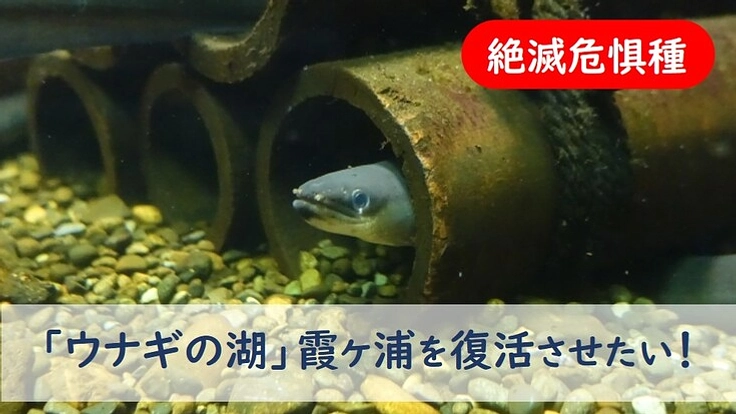 霞ヶ浦からニホンウナギを守る！「ウナギの湖」復活へのチャレンジ