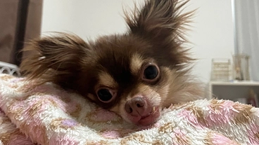 シエルの胆嚢粘液嚢腫の手術費用のご支援をよろしくお願いいたします。 のトップ画像