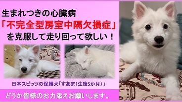 心臓に重い障害を持った保護子犬「すあま」を助けたい！ のトップ画像