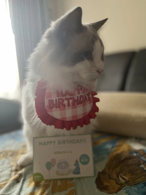 ソラ7歳になりました！