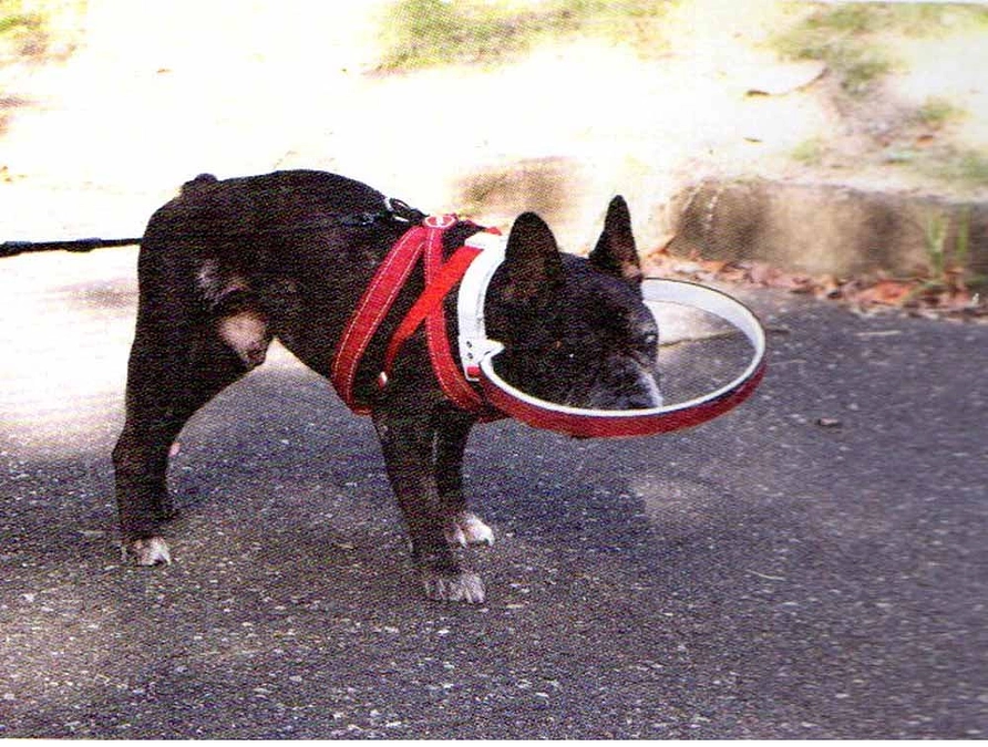 目が見えないけど全然かわいそうじゃないと実感