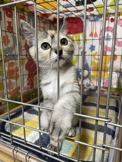 【もうすぐ３００万突破！達成したいです】　土曜日は譲渡会・ボランティア説明会でした